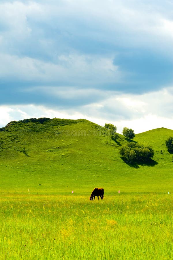 Horses on green meadow