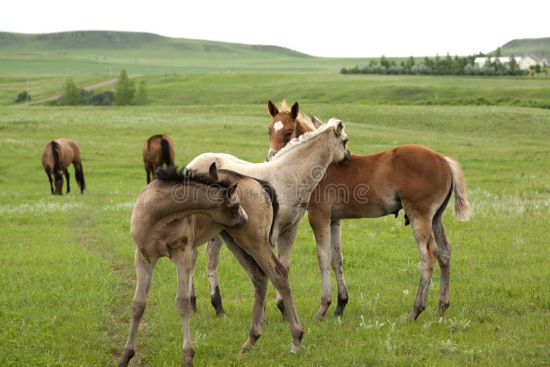 Quarter horses in clover stock image. Image of clover 5694363