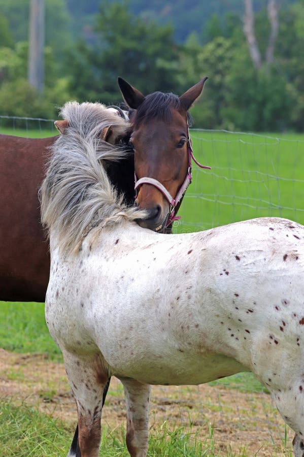 Horses Grooming Each Other stock image. Image of irritation 60501935