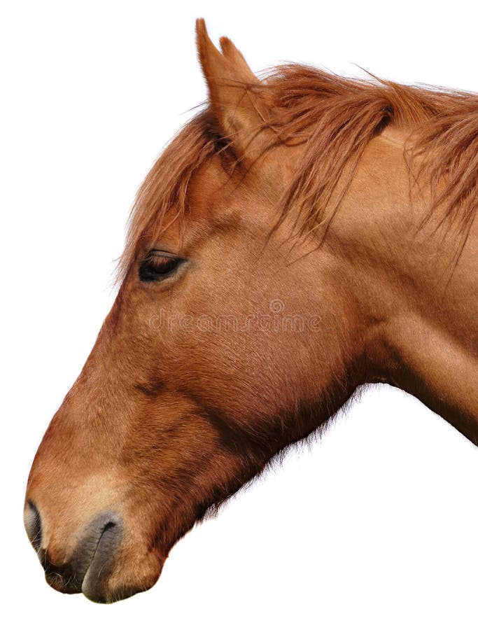 Horses Head Cutout on White Stock Image - Image of forelock, animals ...