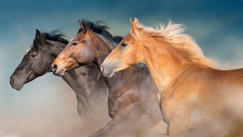 Horses herd portrait in motion
