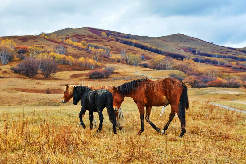 The horses on the hillside stock photos The horses on the hillside stock photos