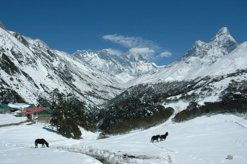 Horses in the Himalaya