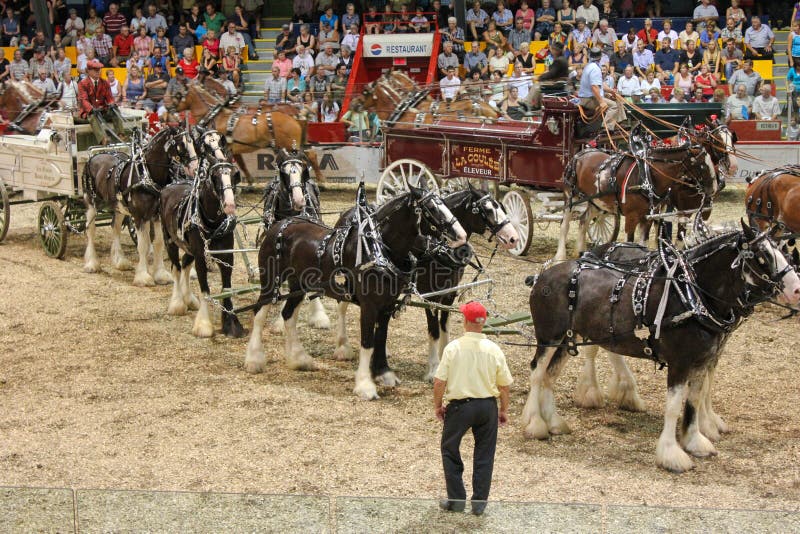 Horses hitches. editorial photo. Image of canada, horses 20606071
