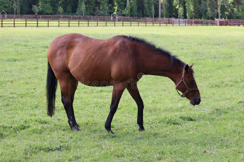 Horses in ireland stock image. Image of ireland, steppes 282978241