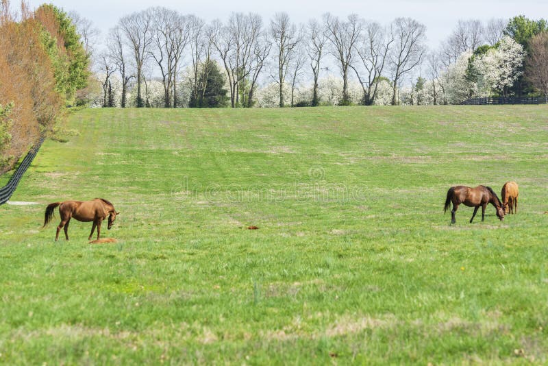 Horses on a Kentucky Horse Farm Stock Photo - Image of horse