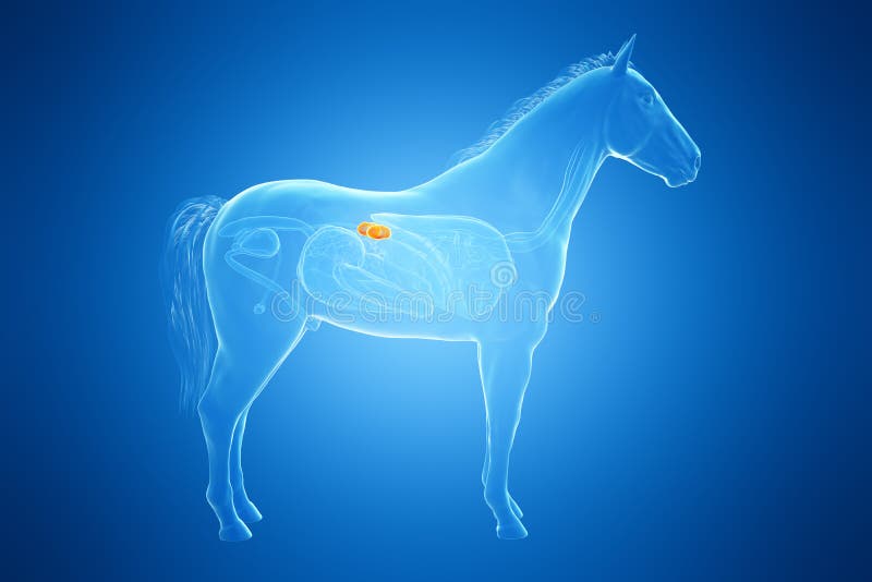 A horses kidney stock illustration. Illustration of urine 157584753