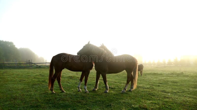 Horses kissing on green field. Horse couple. Horses love