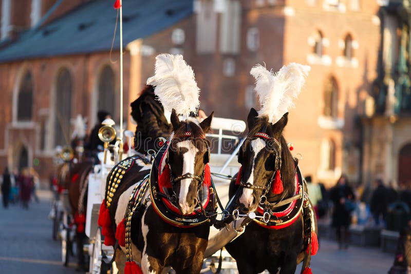 Horses in Krakow royalty free stock photography Horses in Krakow royalty free stock photography