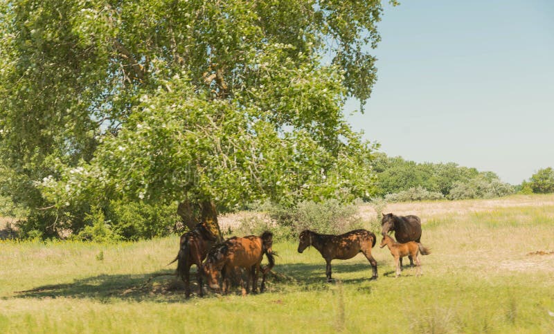 The horses from the Letea forest