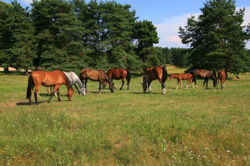 Horses in the meadow