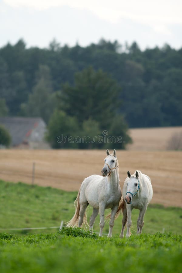 Horses in the meadow