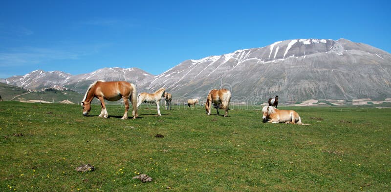 Horses in the meadow