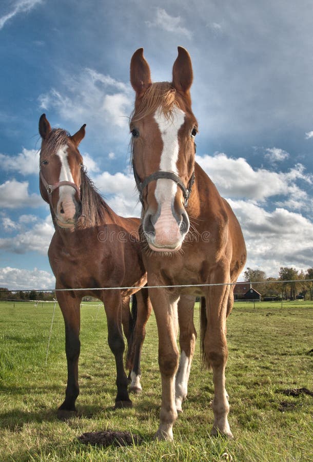 Horses in a meadow stock photo. Image of clouds, mare 27457058