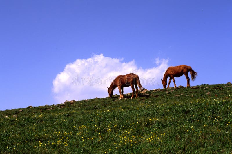 Horses in the meadow