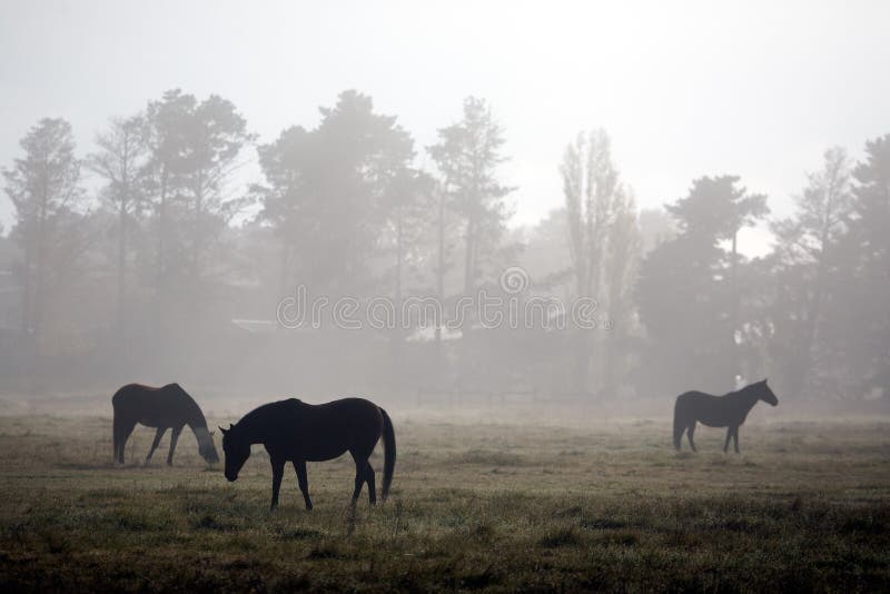 Horses in the Mist stock image. Image of cold, paddock 14833029