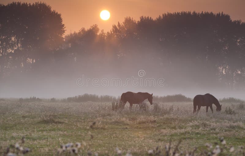 Horses on misty pasture at sunrise