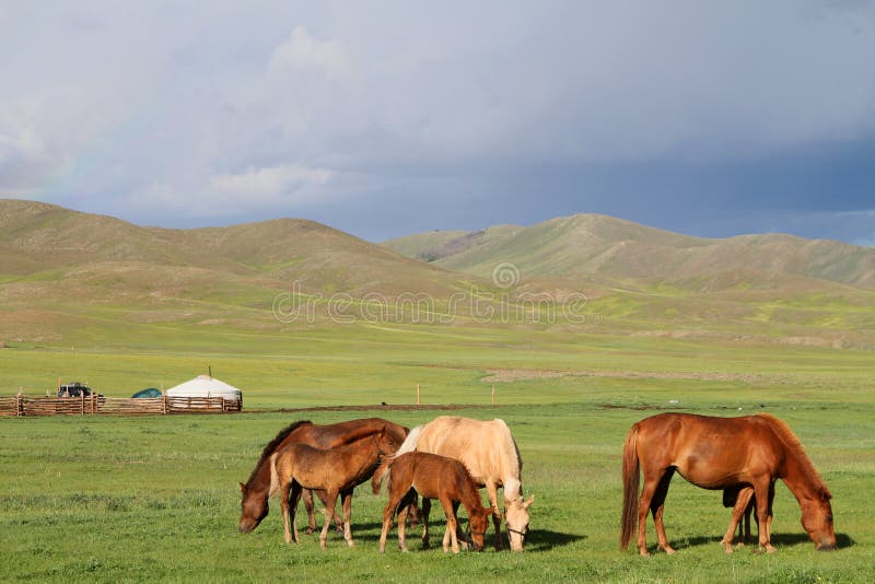 Horses in the mongolian steppe stock images