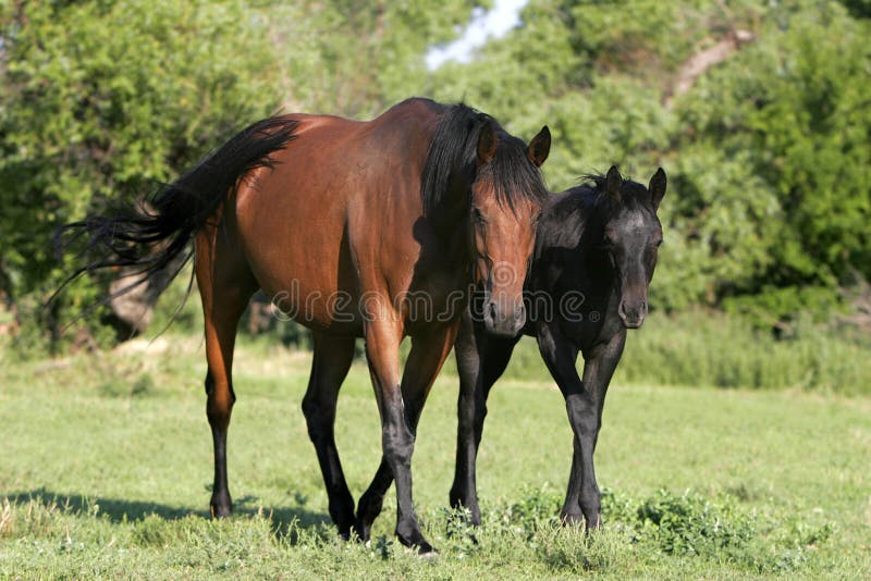 Horses - Mother and Baby Walking Together