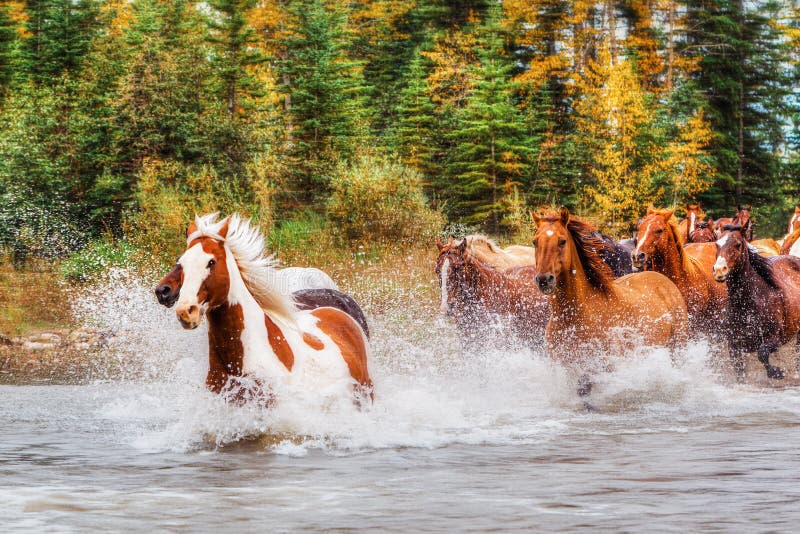 Horses in Motion Galloping Across a River in Alberta During Autumn
