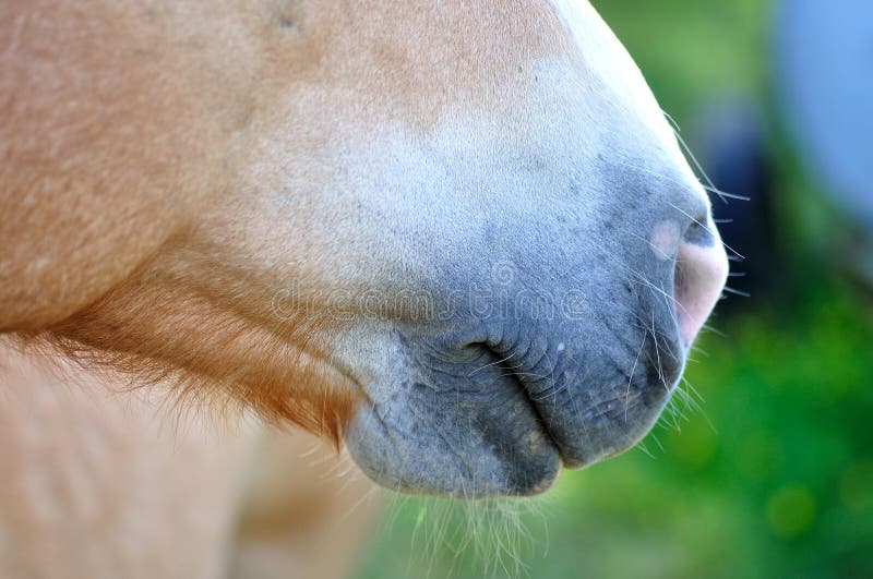Horses mouth 001 stock photo. Image of jockey, tounge 1961356