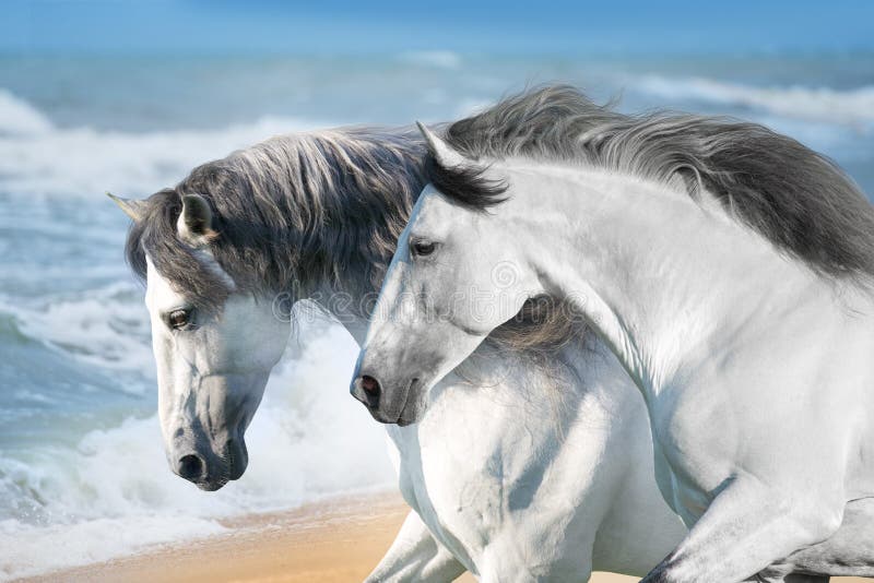Horses in ocean