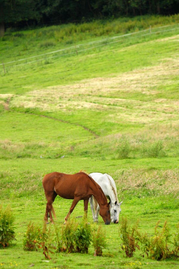 Horses on pasture