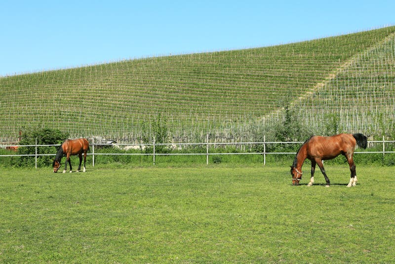 Horses on the Pasture. Piedmont, Italy. Stock Photo Image of italy