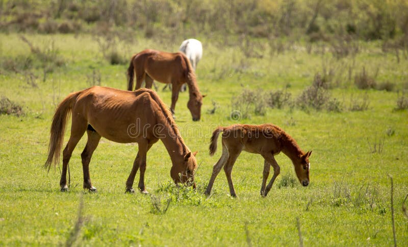 Horses in the pasture in the spring stock photos Horses in the pasture in the spring stock photos