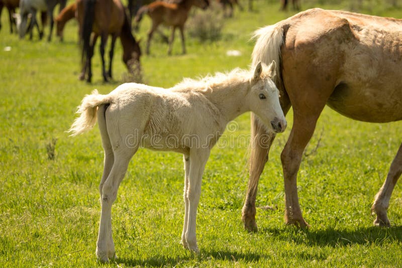 Horses in the pasture in the spring royalty free stock image Horses in the pasture in the spring royalty free stock image