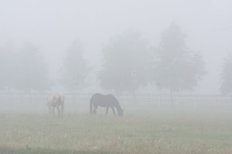 Horses on the pasture.