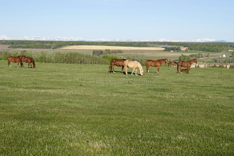 Horses in a Pasture at Sundre Stock Photo Image of meadow, landscape 260717514