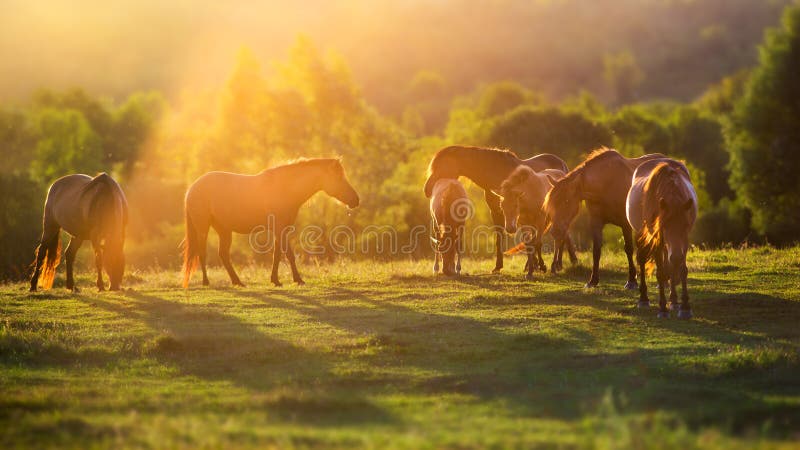 Horses on pasture at sunset