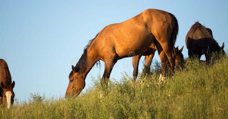 Horses in the pasture at sunset stock photos Horses in the pasture at sunset stock photos