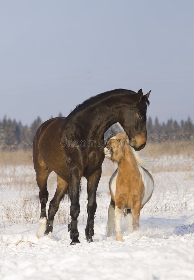 Horse playing football stock image. Image of hoofed, horse 27973197