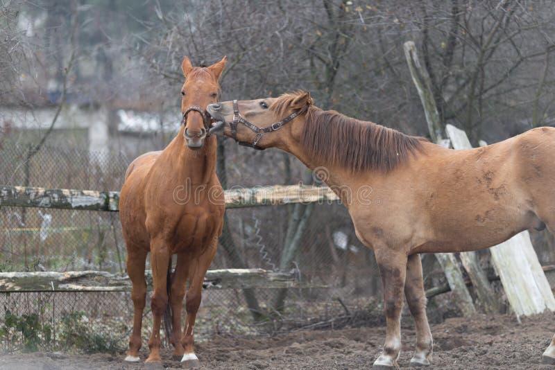 Horses Playing with Each Other on a Farmstead Stock Image Image of