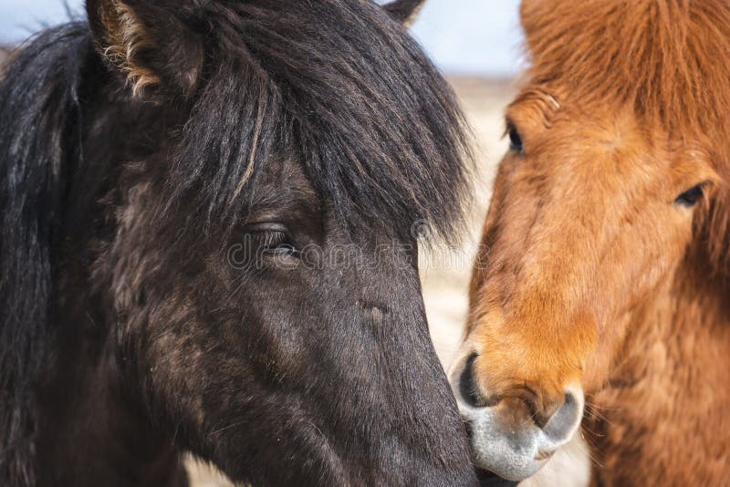 Horses Playing with Each Other Stock Photo Image of animals, winter