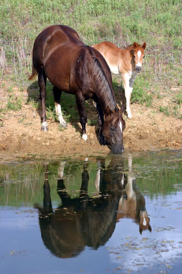 Horses at Pond