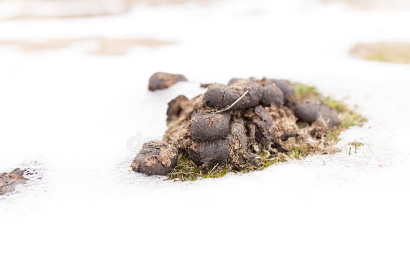 Horses poop in the snow stock photo. Image of rural 109470336