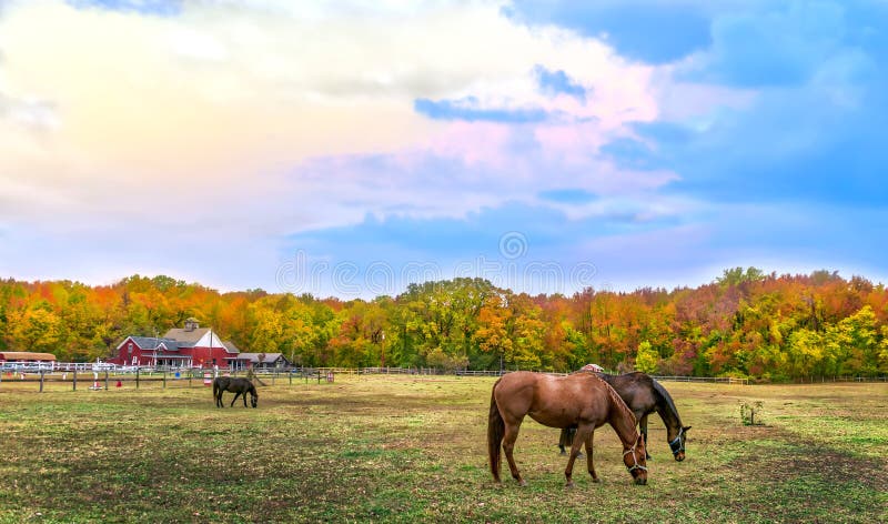 Autumn landscape of horses grazing on a Maryland farm wth Fall c