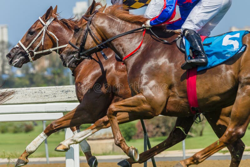 Horses Racing Closeup Animal body Action. Grass, bodies.