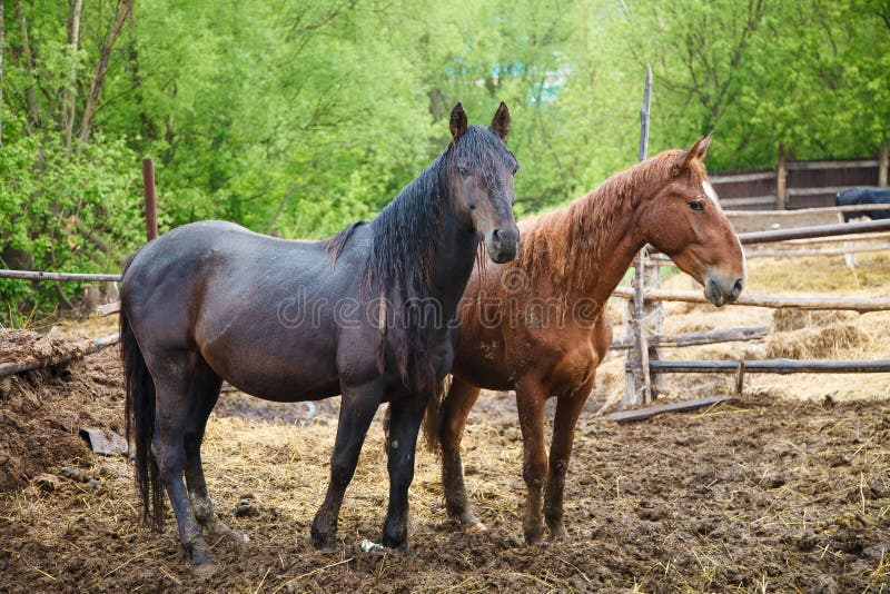 Horses in the rain stock image. Image of mare, beauty 124950369