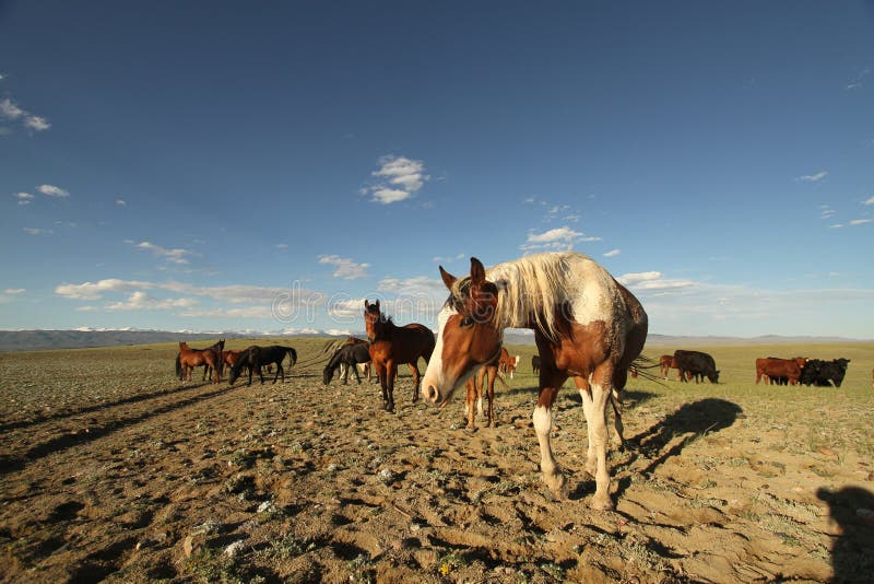 Horses on the Range, Wyoming Stock Photo Image of wyoming, range 265810270