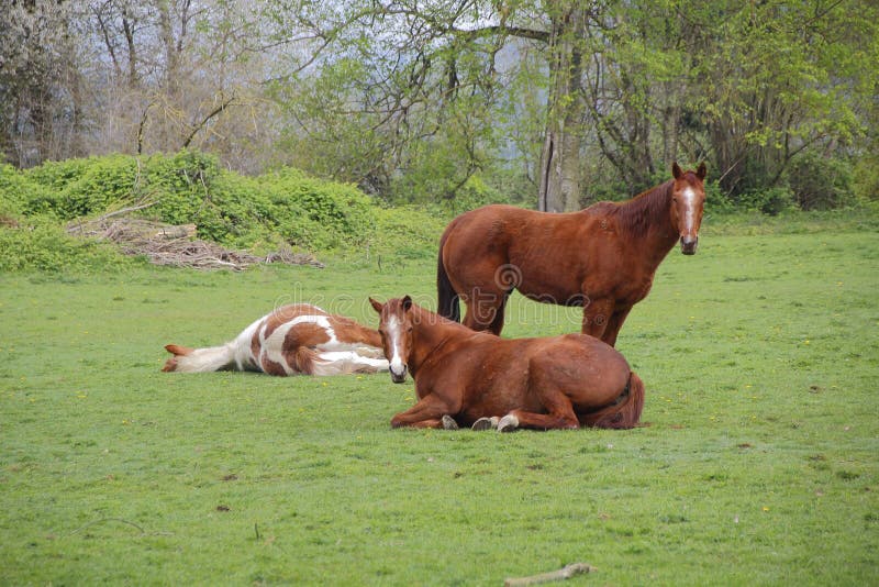Horses Relaxing Outdoors stock image. Image of laying 69491875