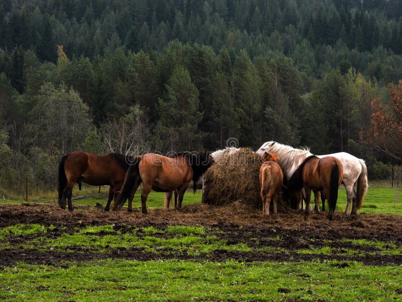 Horses in reservation stock photo. Image of wildlife 47047390