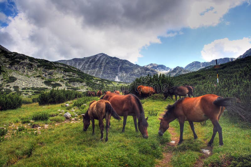 Horses in Rila