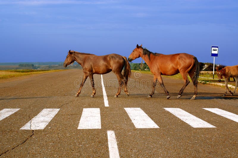 Horses on the road stock photo. Image of adults, casual 4181924