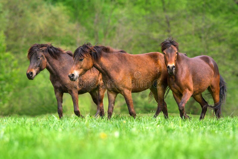 Horses run on pasture