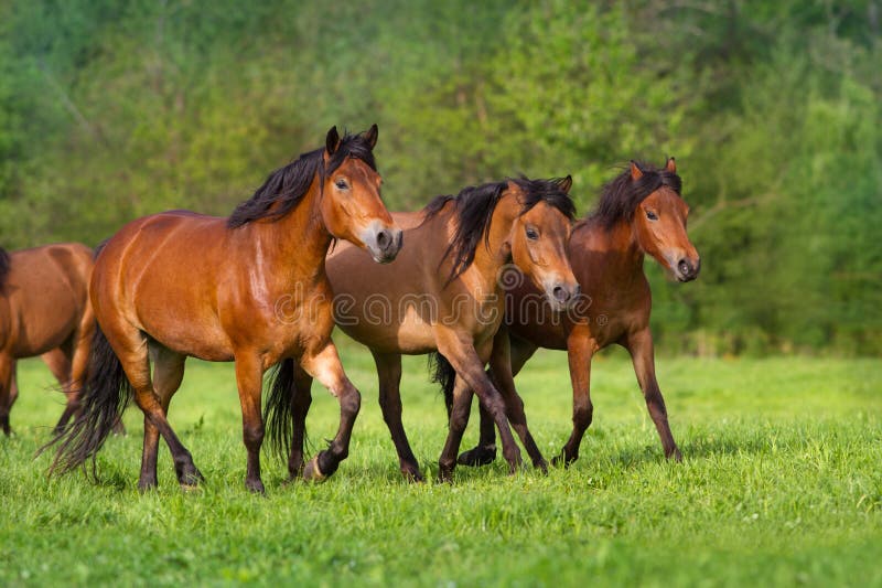 Horses run on pasture