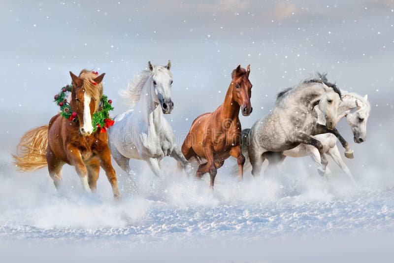 Horses run in snow. Christmas image